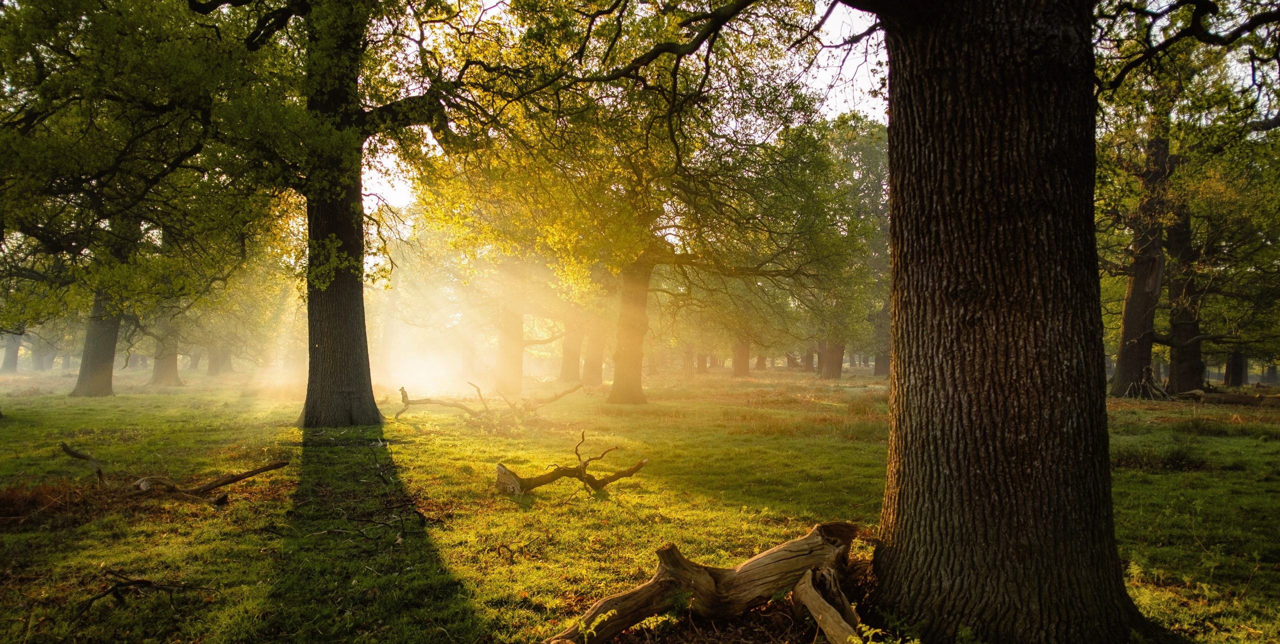 OASV Inspired Recovery