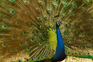 Check out the Peacocks at 11am Thursday OA meeting in San Martin, CA