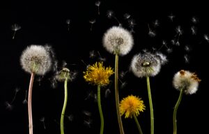 OA teaches the only difference between a flower and a weed is judgment