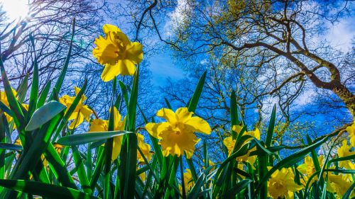 Daffodils blooming against blue sky and newly budding trees branches - Spring is here!